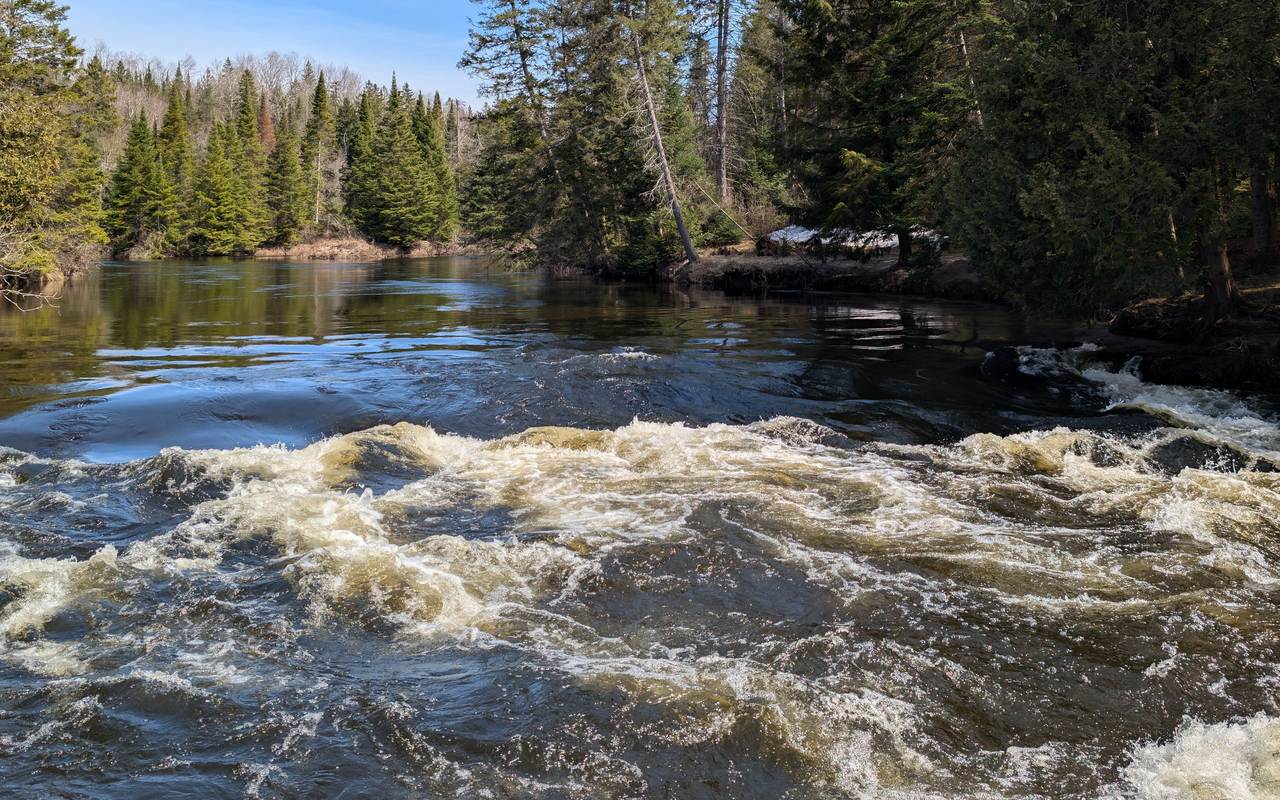 River rapids running high between conifers in spring