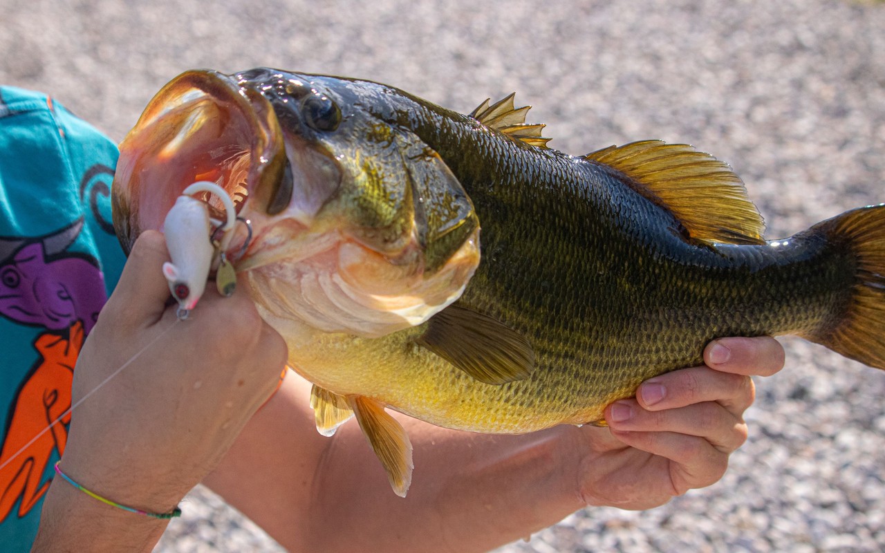 A largemouth bass held in two hands