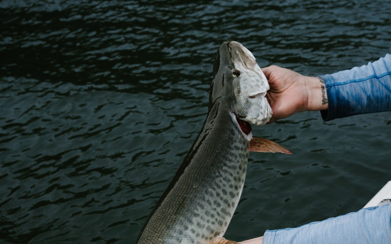 A muskellunge held over the water beside a boat