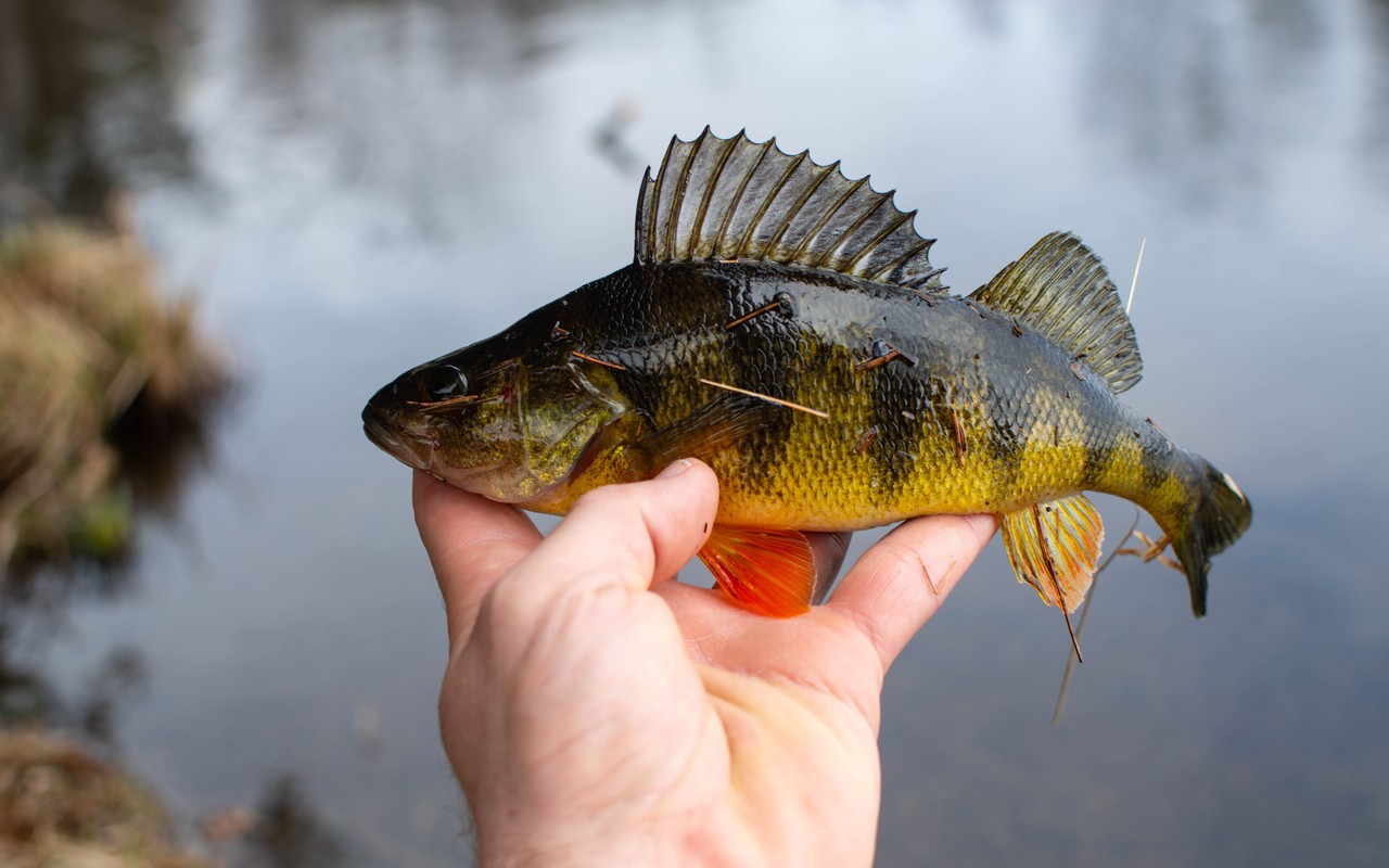 A hand holding a yellow perch with orange fins