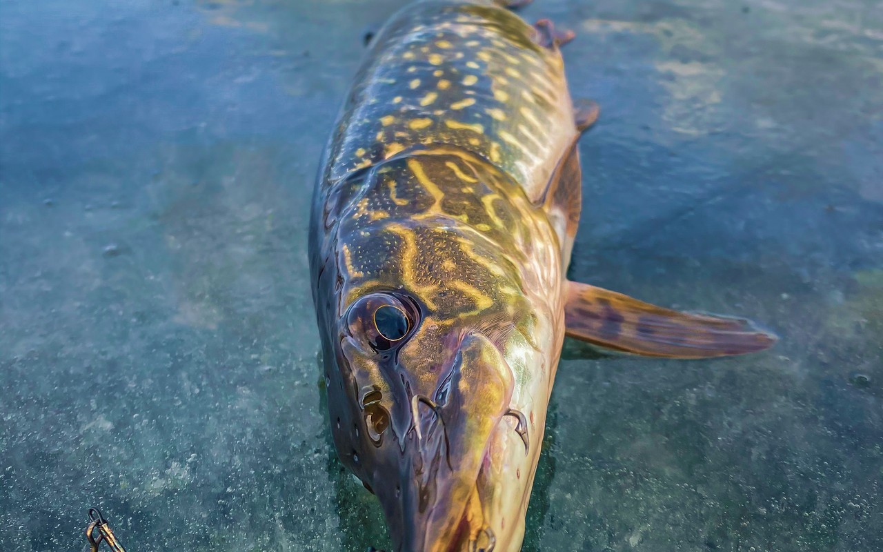 A close-up of a northern pike showing its head and spotted body