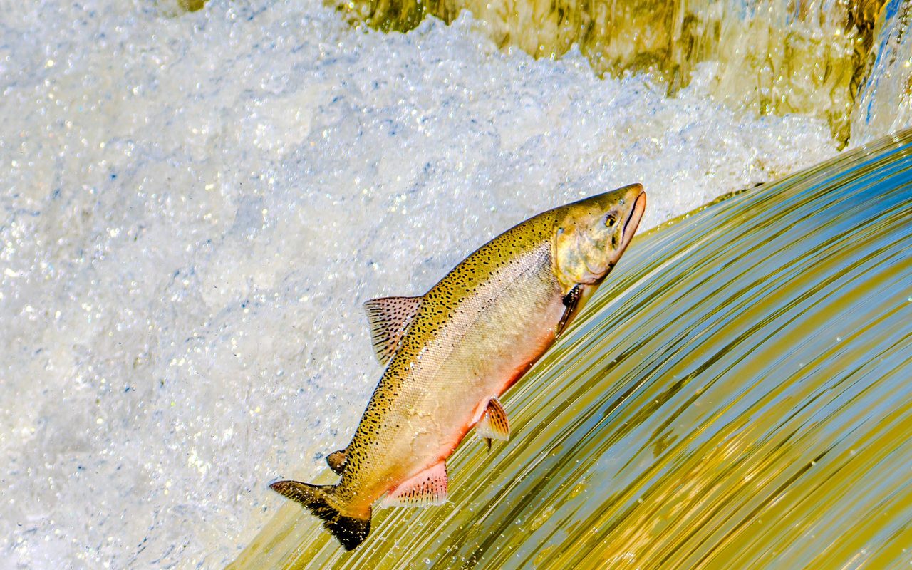 A salmon leaping up a weir