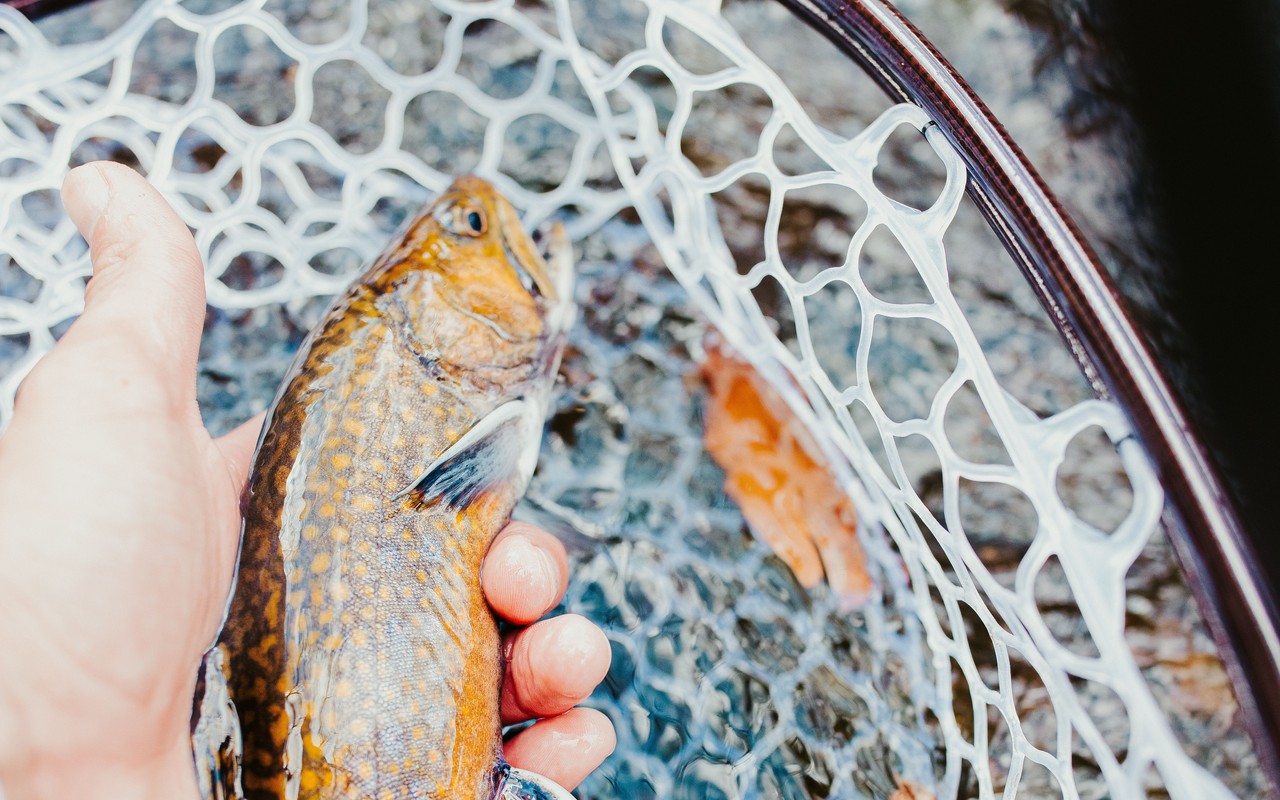A brook trout held in a landing net
