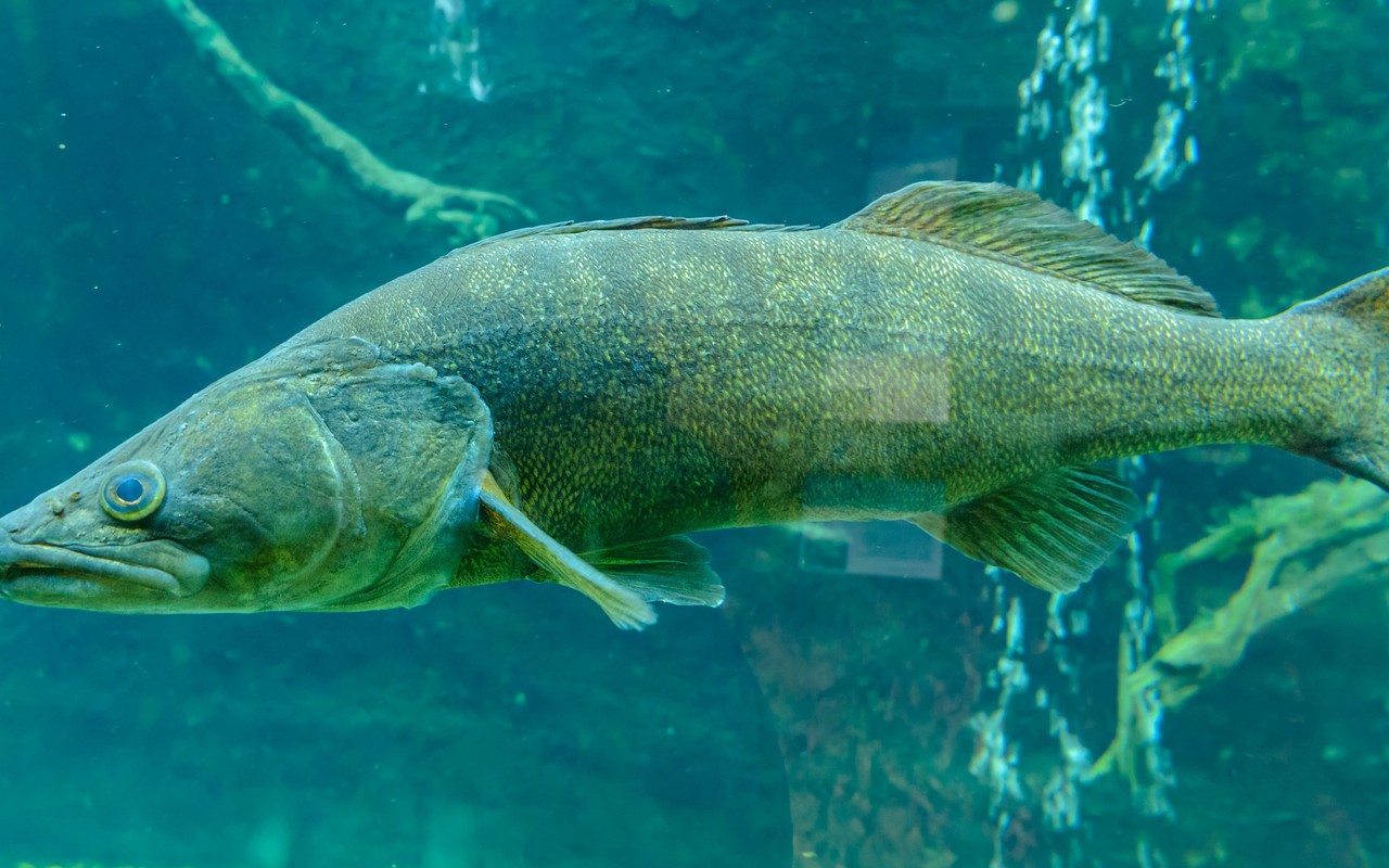 A walleye swimming in clear teal water