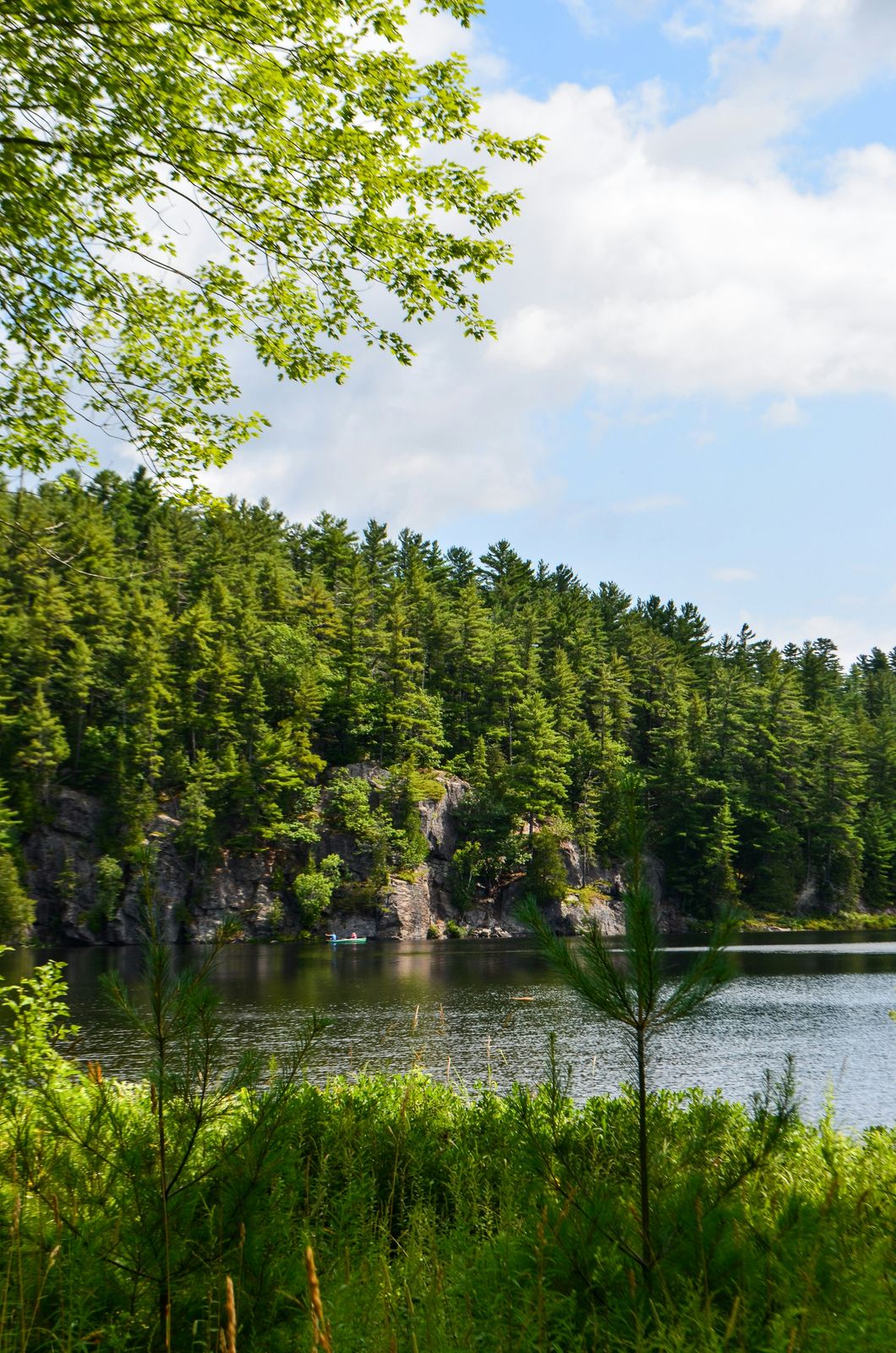 Pine forest and rock along the shore of a calm lake in Algonquin Provincial Park