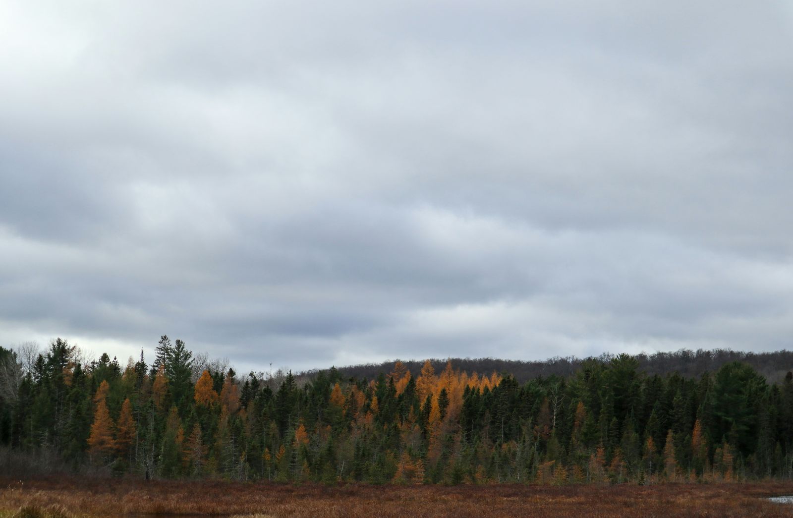 Golden autumn foliage among evergreens beneath a grey sky