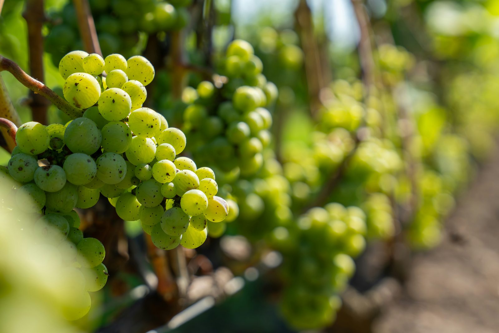 Green grapes ripening on the vine in an Okanagan vineyard