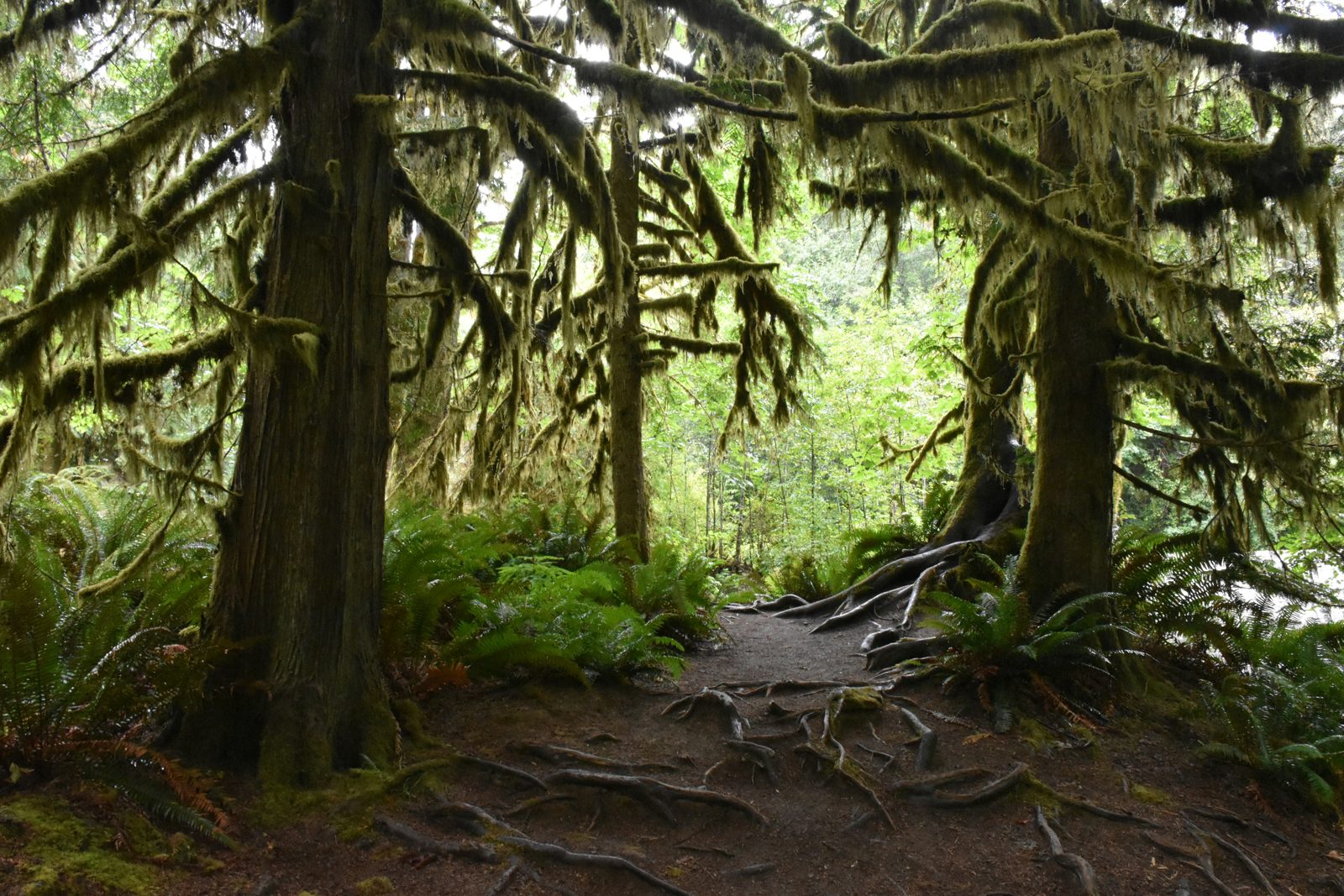 A trail through old-growth rainforest with moss-covered trees on Vancouver Island