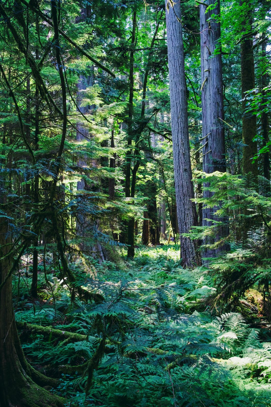 Tall old-growth trees and ferns in a Pacific Rim rainforest